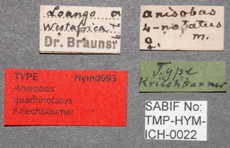 Anisobas_quadrinotatus_labels