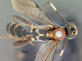 Pseudocillimus_major_HOLOTYPE