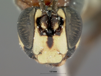 Pseudocillimus_major_HOLOTYPE