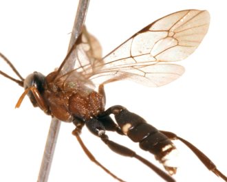 Rhadinodontops_townesi_ALLOTYPE