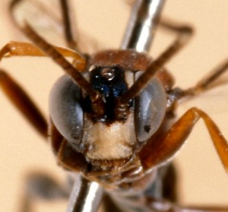 Rhadinodontops_townesi_ALLOTYPE