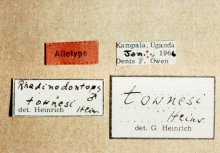 Rhadinodontops_townesi_labels