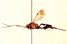 Rhadinodontops_townesi_ALLOTYPE