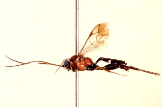 Rhadinodontops_townesi_ALLOTYPE