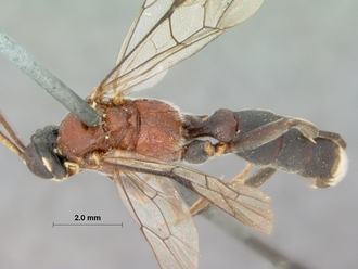 Rugosculpta_alboornata_HOLOTYPE