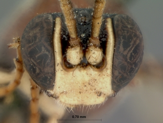 Rugosculpta_alboornata_HOLOTYPE