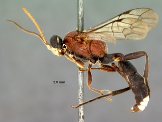 Rugosculpta_alboornata_HOLOTYPE