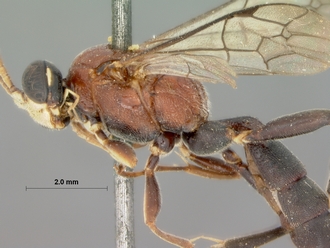 Rugosculpta_alboornata_HOLOTYPE