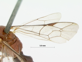 Rugosculpta_alboornata_HOLOTYPE