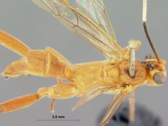 Seyrighoplites_inermis_HOLOTYPE