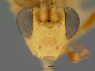 Seyrighoplites_inermis_HOLOTYPE