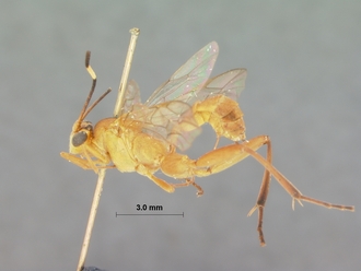 Seyrighoplites_inermis_HOLOTYPE