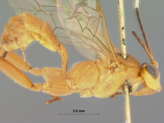 Seyrighoplites_inermis_HOLOTYPE