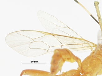 Seyrighoplites_inermis_HOLOTYPE