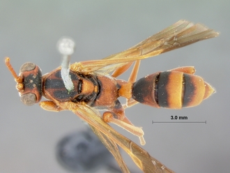 Spanophatnus_melanonotus_HOLOTYPE