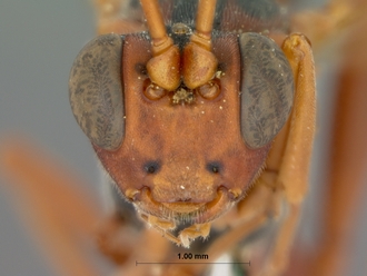 Spanophatnus_melanonotus_HOLOTYPE