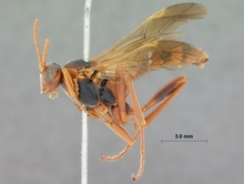 Spanophatnus_melanomotus_HOLOTYPE