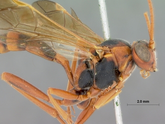 Spanophatnus_melanonotus_HOLOTYPE