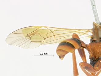 Spanophantus_melanonotus_HOLOTYPE