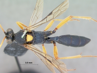 Spanophatnus_cyanocroceus_HOLOTYPE