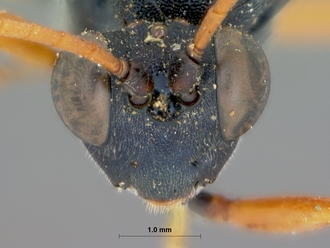 Spanophatnus_cyanocroceus_HOLOTYPE