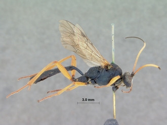 Spanophatnus_cyanocroceus_HOLOTYPE