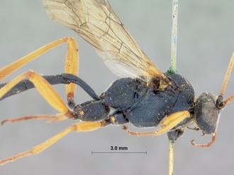 Spanophatnus_cyanocroceus_HOLOTYPE