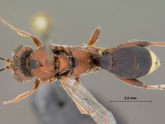 Spanophatnus_ruficeps_HOLOTYPE