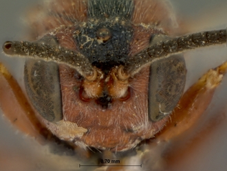 Spanophatnus_ruficeps_HOLOTYPE