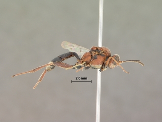 Spanophatnus_ruficeps_HOLOTYPE