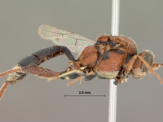 Spanophatnus_ruficeps_HOLOTYPE