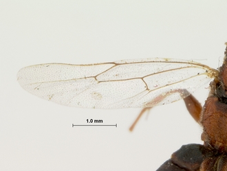 Spanophatnus_ruficeps_HOLOTYPE