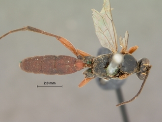 Spilothyrateles_tibialis_HOLOTYPE