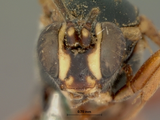 Spilothyrateles_tibialis_HOLOTYPE