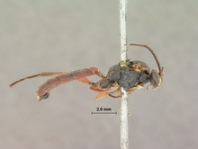 Spilothyrateles_tibialis_HOLOTYPE
