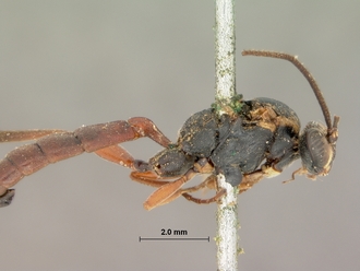 Spilothyrateles_tibialis_HOLOTYPE