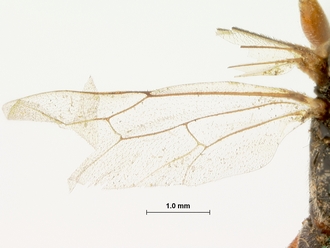 Spilothyrateles_tibialis_HOLOTYPE