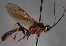 Stenolonche_varicolor_HOLOTYPE