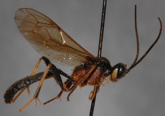 Stenolonche_rufipectus_HOLOTYPE