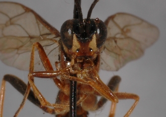 Stenolonche_rufipectus_HOLOTYPE