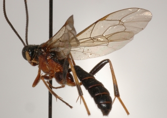 Stenolonche_rufipectus_HOLOTYPE