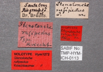 Stenolonche_rufipectus_labels