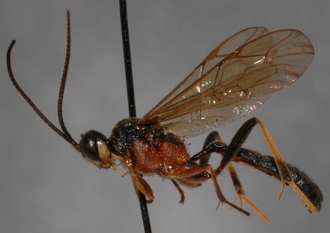 Stenolonche_rufipectus_HOLOTYPE