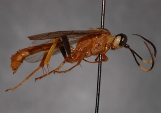Stenolonche_varicolor_HOLOTYPE