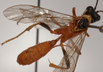Stenolonche_varicolor_HOLOTYPE