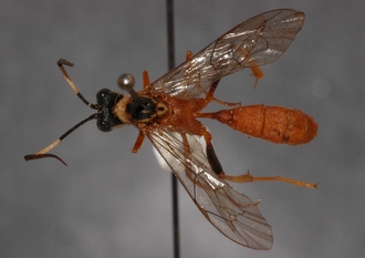 Stenolonche_varicolor_HOLOTYPE