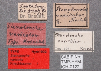 Stenolonche_varicolor_labels