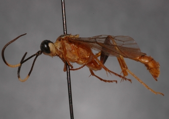 Stenolonche_varicolor_HOLOTYPE