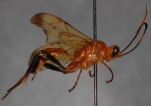 Tetragonochora_metzii_HOLOTYPE