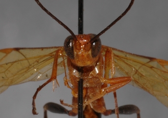 Tetragonochora_metzii_LECTOTYPE